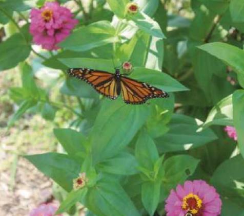 Creating a space for monarchs to thrive